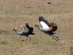 Western_Corridor2009-96